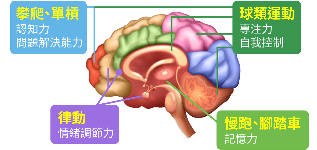 攀爬、單槓：認知力、問題解決能力；球類運動：專注力、自我控制；律動：情緒調節力；慢跑、腳踏車：記憶力